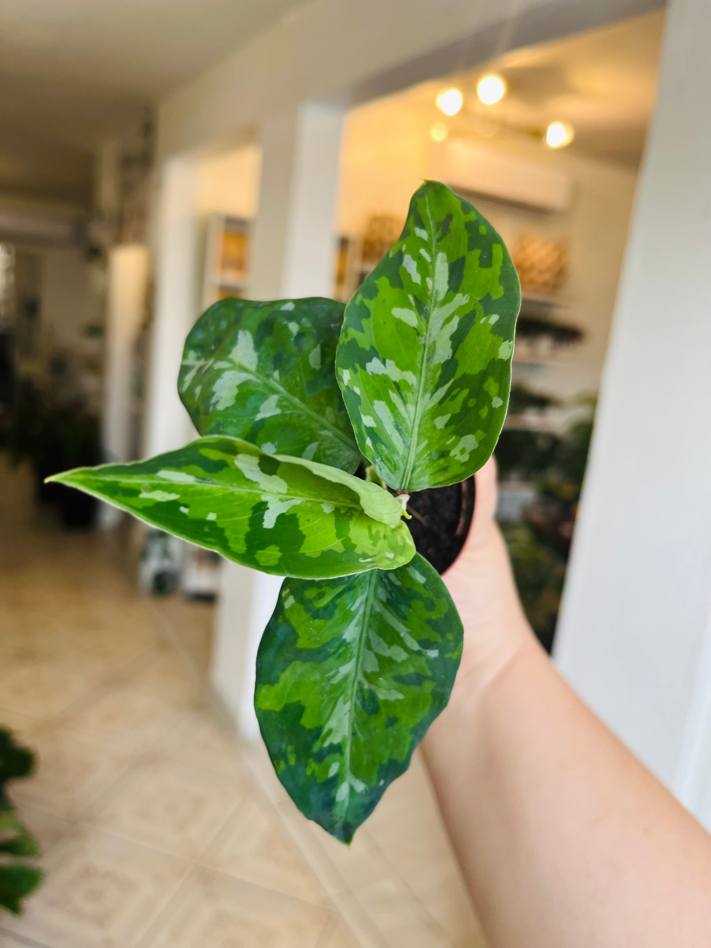 Aglaonema Pictum Tricolor  2"