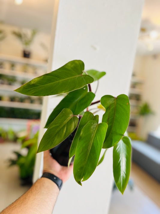 Philodendron Erubescens Red 6”