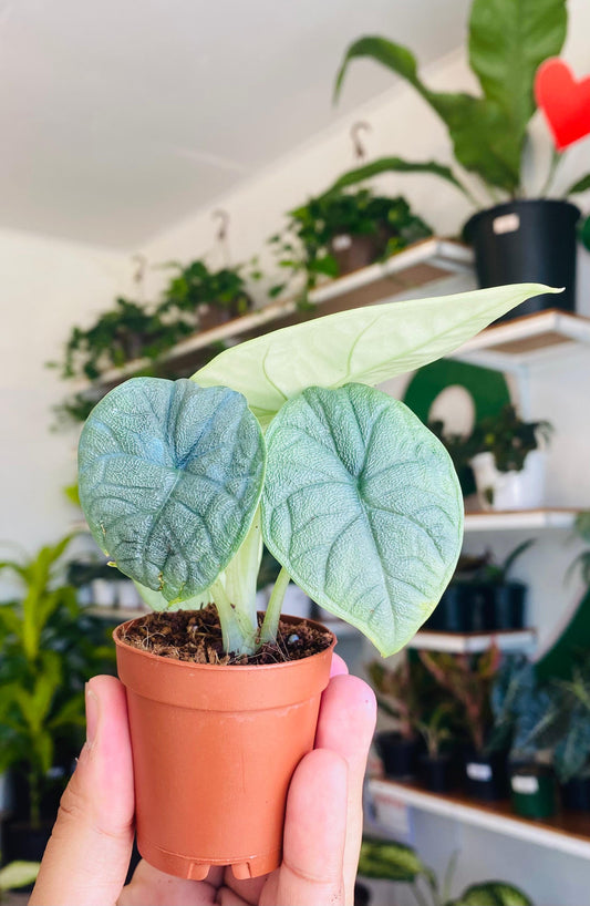 Alocasia Melo 2"