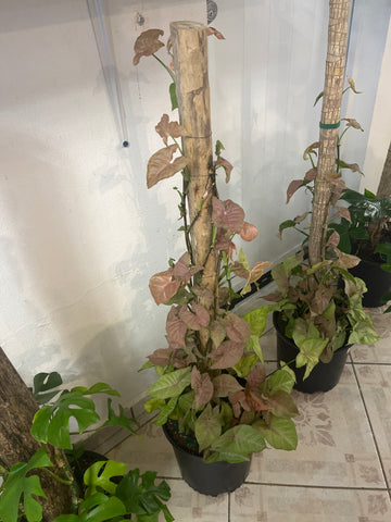 Tronco con Syngonium Rosado 2g