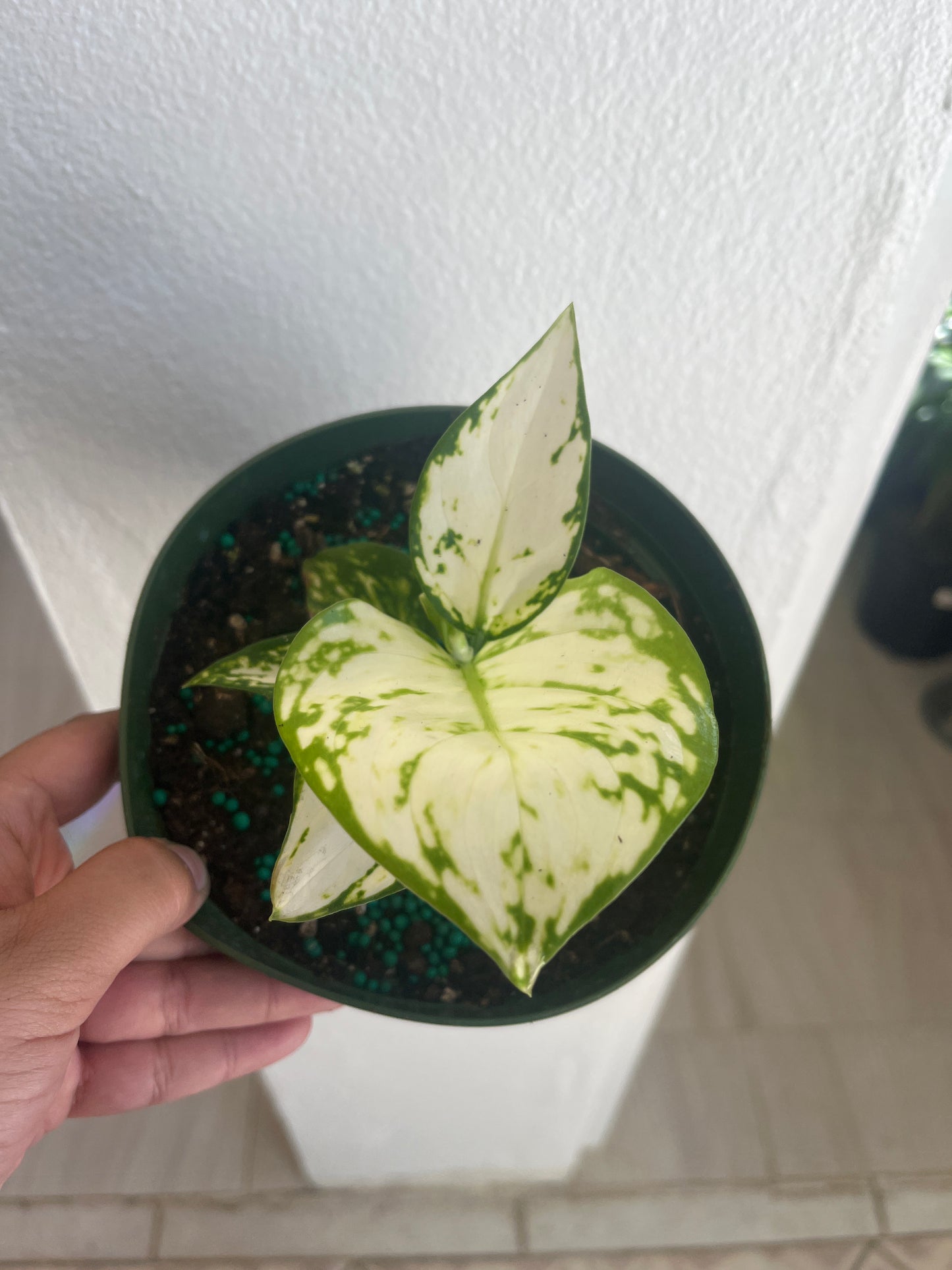 Aglaonema “Super White” 6”