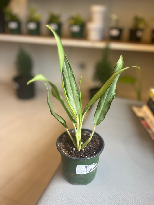 Agloenema Silver Bay 4”