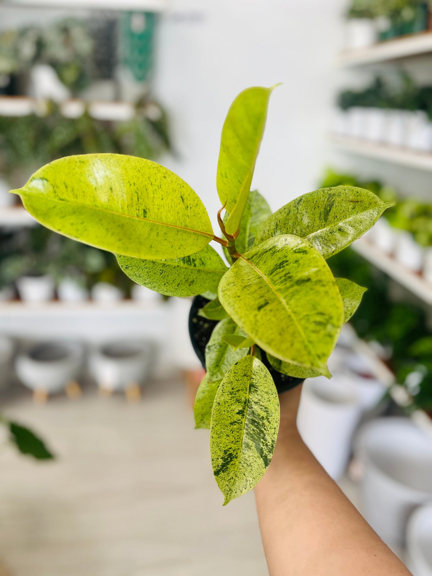 Ficus Shivereana