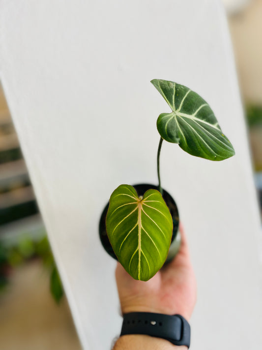 Philodendron Gloriosum 4”