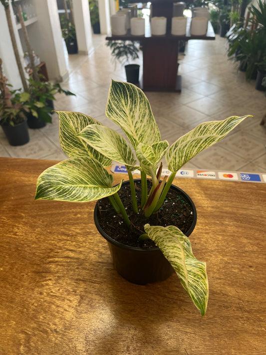 Philodendron Birkin 6”
