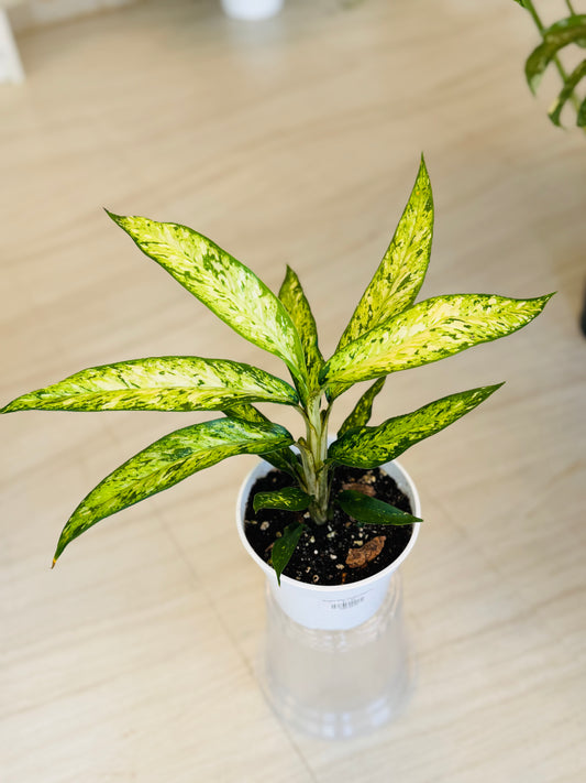 Bright Star Dieffenbachia