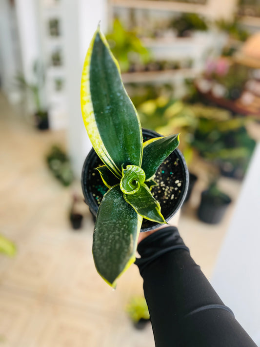 Sansevieria Jade Pagoda