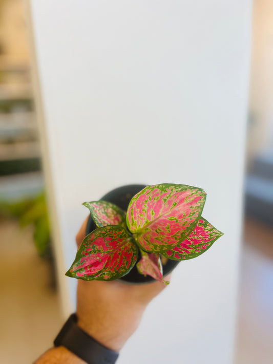 Aglaonema Red Valentine 4”