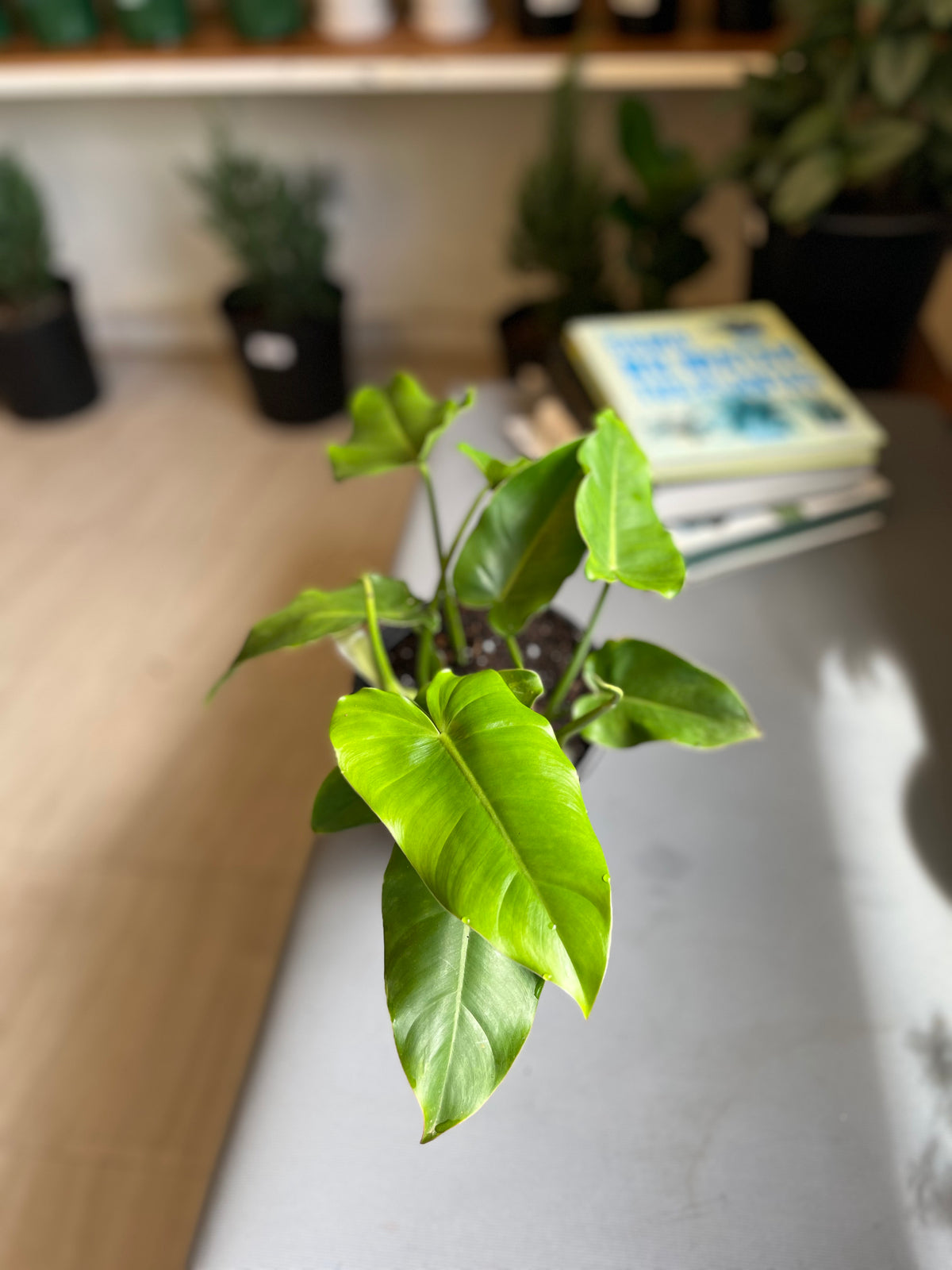 Philodendron Burle Max 5”