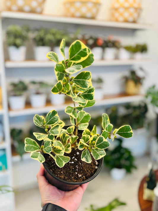 Triangularis Variegado Ficus