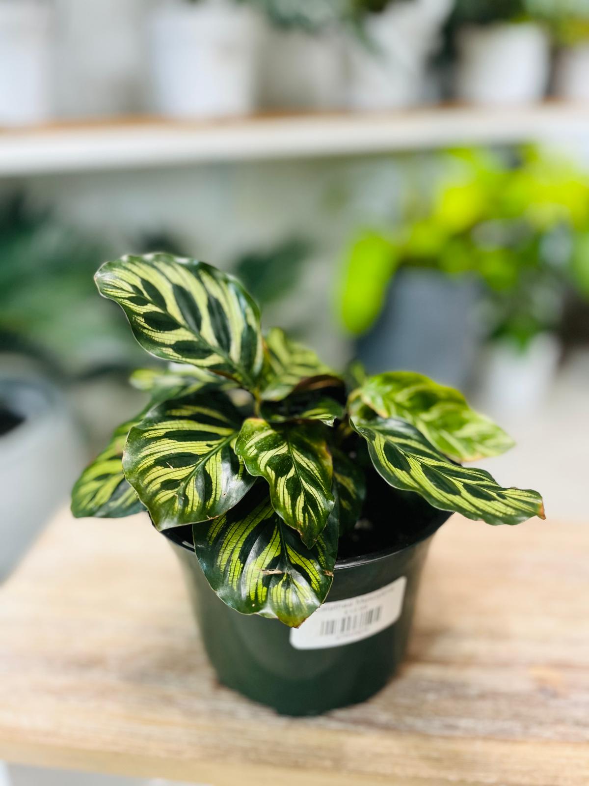 Calathea Makoyana