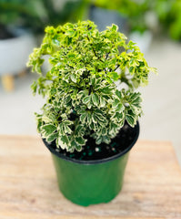 Aralia Variegada 4”