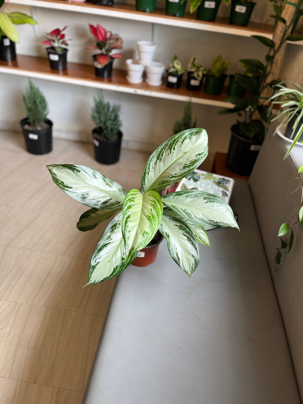 Aglaonema Silver Bay 6”