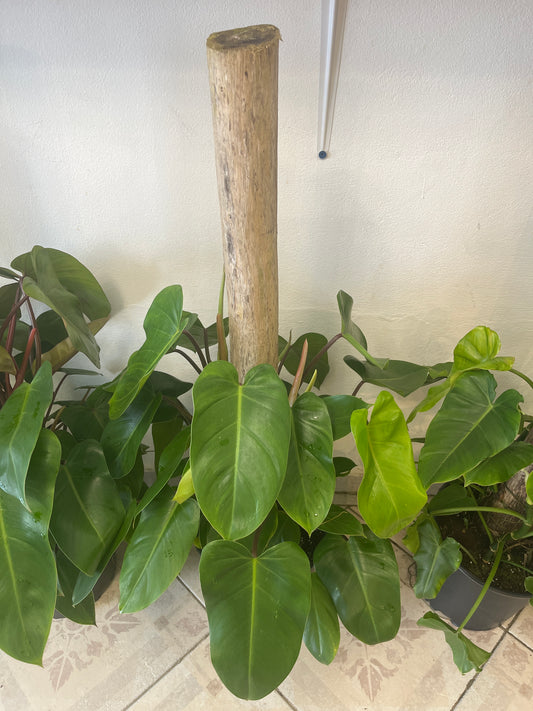 Tronco de Brasil con Philo Erubescens Pink 2g