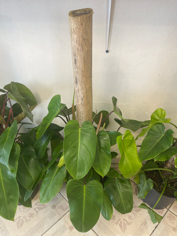 Tronco de Brasil con Philo Erubescens Pink 2g