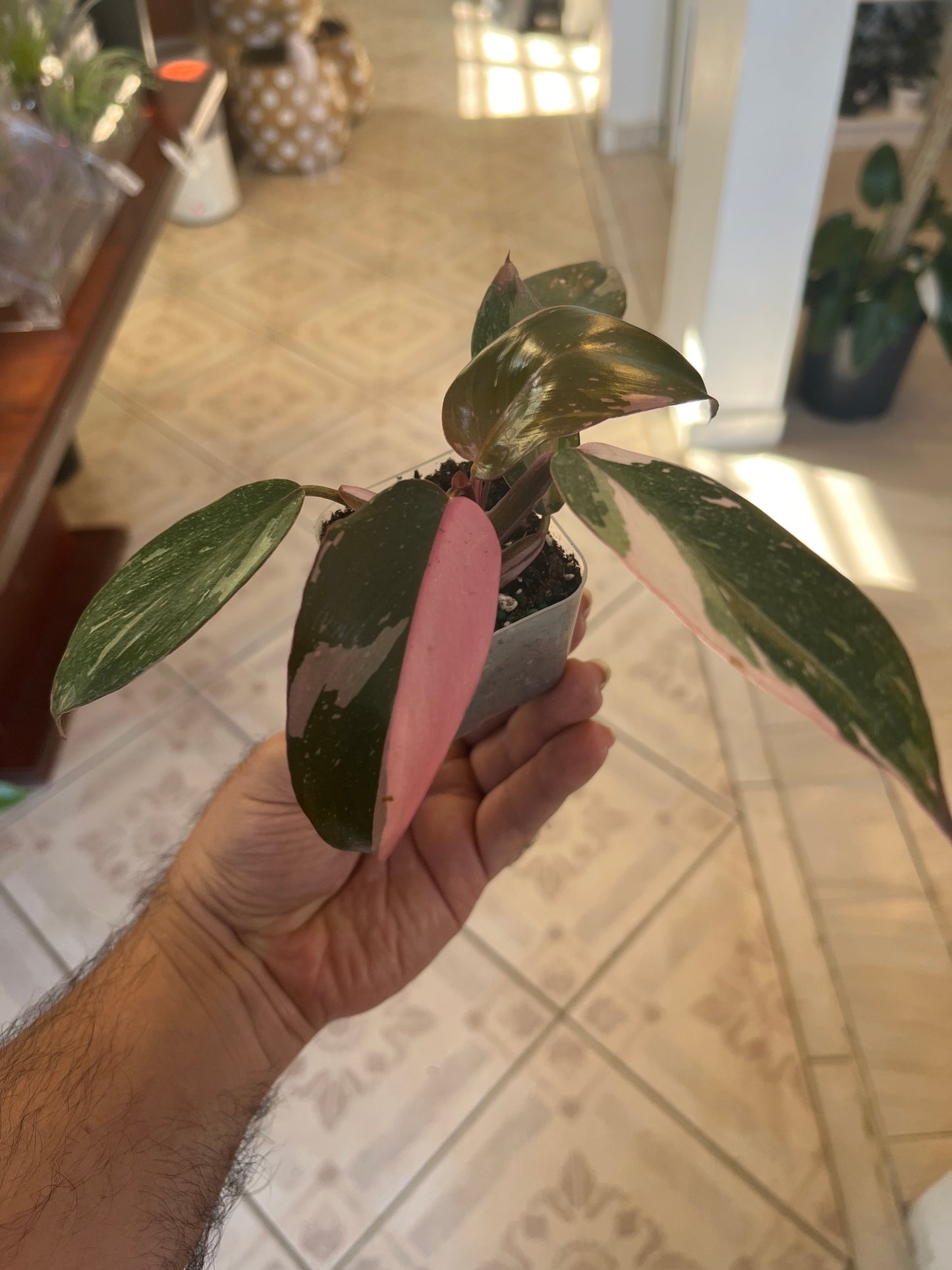 Philodendron Pink Princess 2”