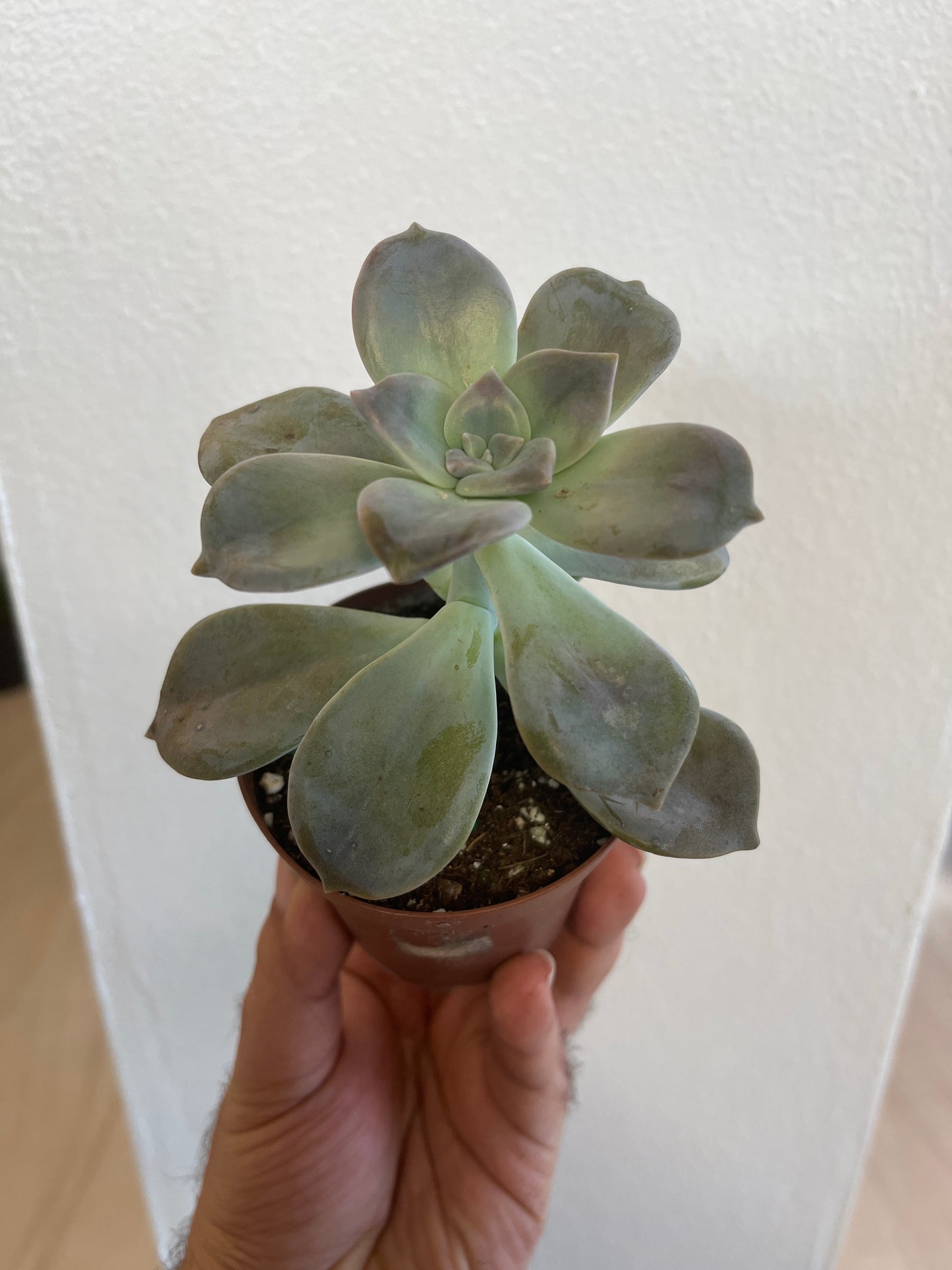 Graptoveria 3”