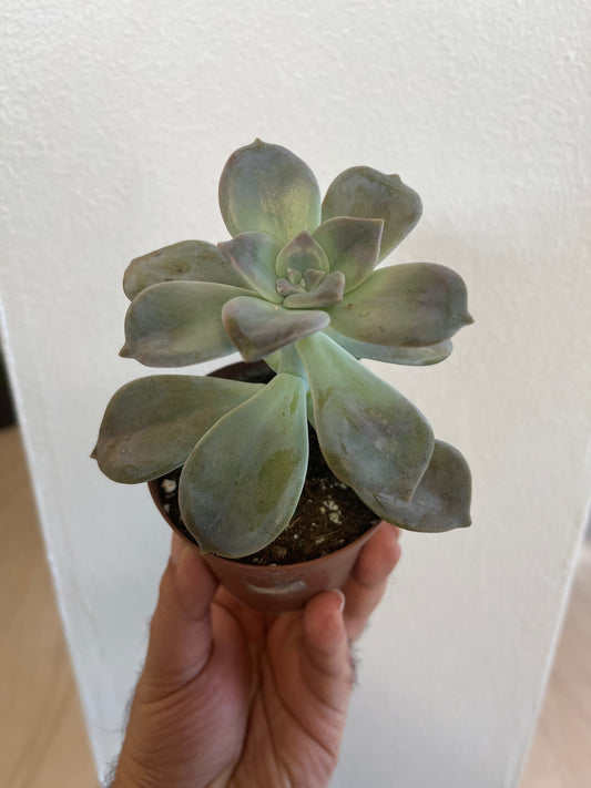 Graptoveria 3”