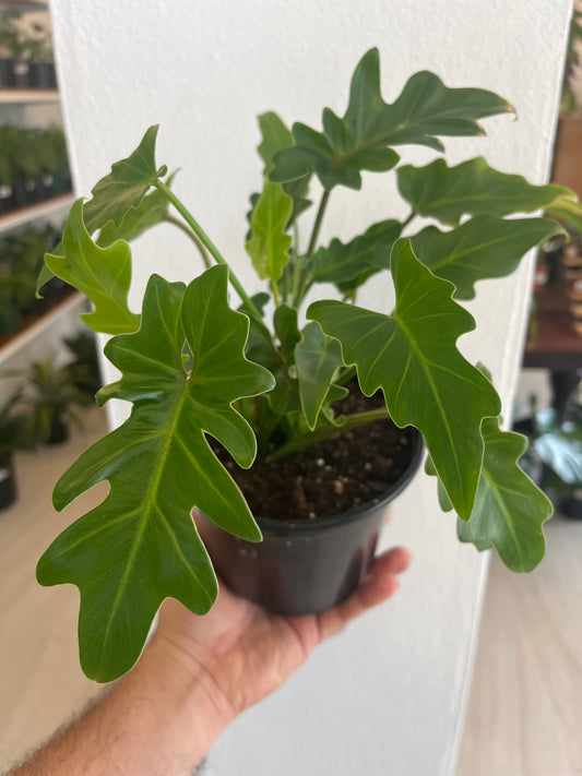 Philodendron Xanadu 1g