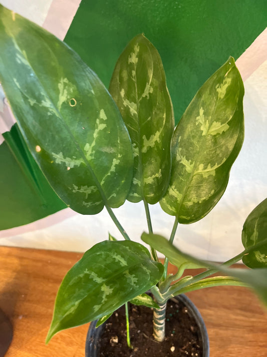 Aglaonema commutatum