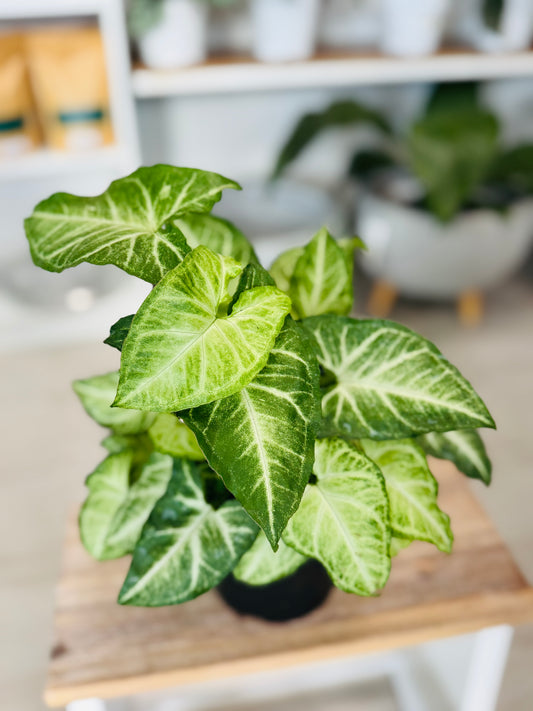 Syngonium White Butterfly