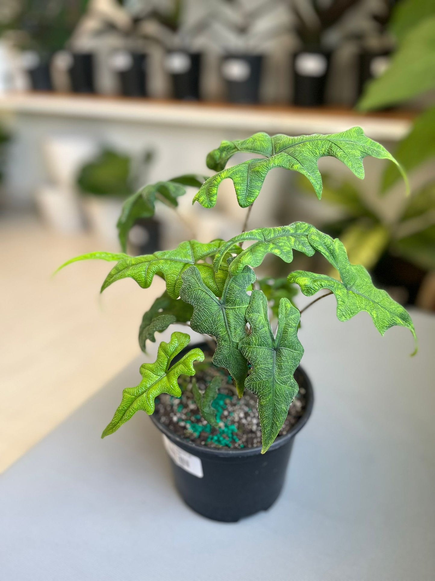 Alocasia Jacklyn 6”