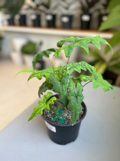 Alocasia Jacklyn 6”