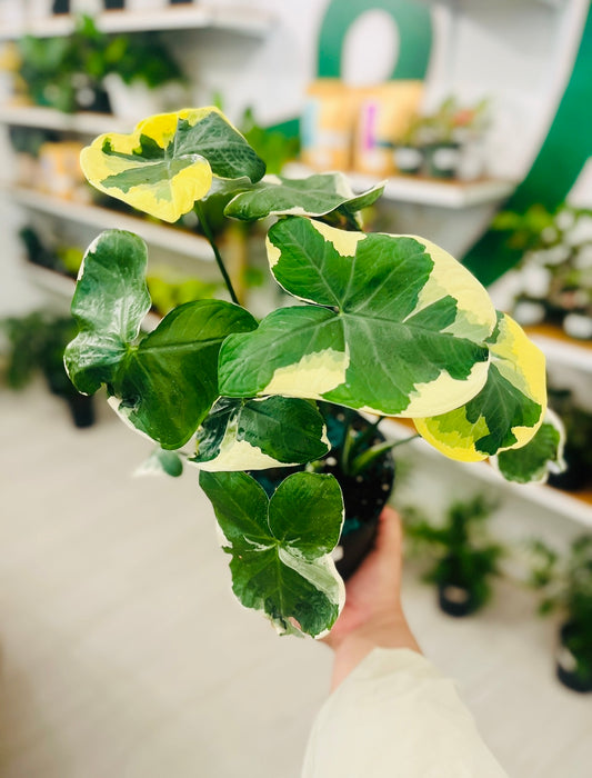Alocasia Mickey Mouse 1g