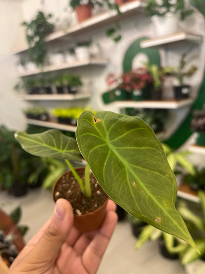Alocasia Regal Shield 2”