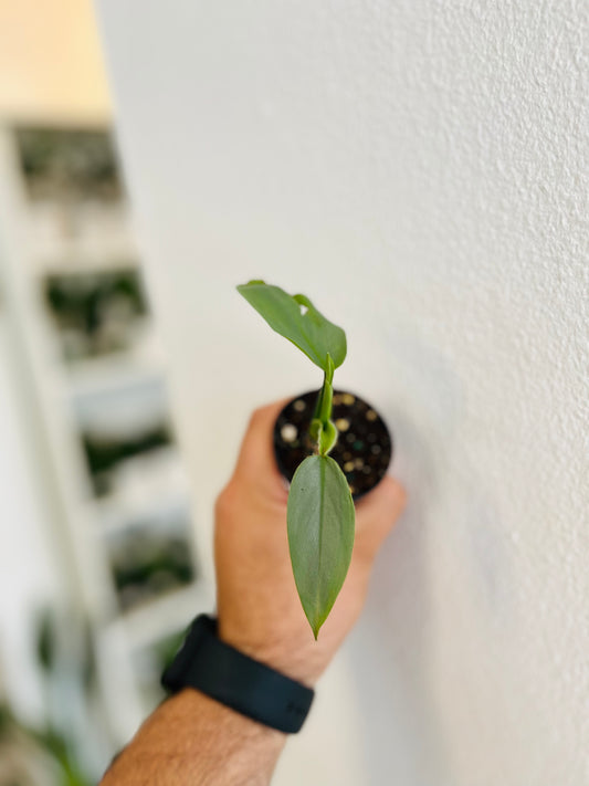 Philodendron Silver Sword 2”