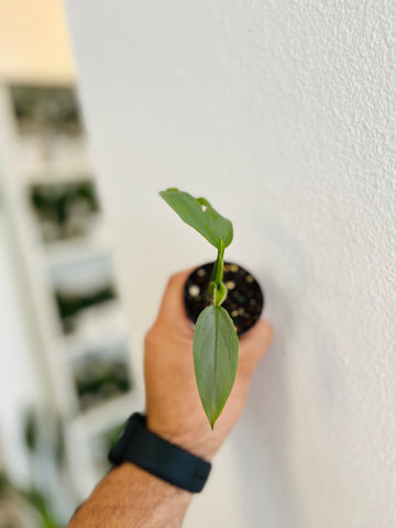 Philodendron Silver Sword 2”