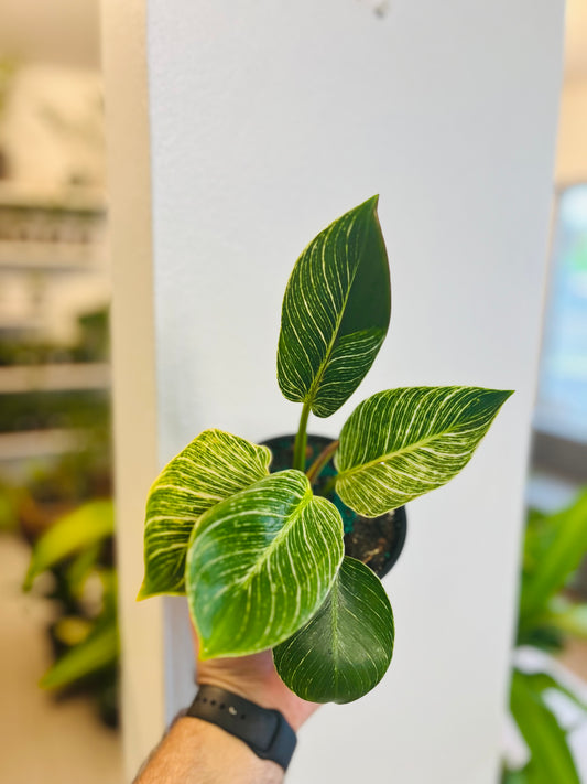 Philodendron Birkin 5”