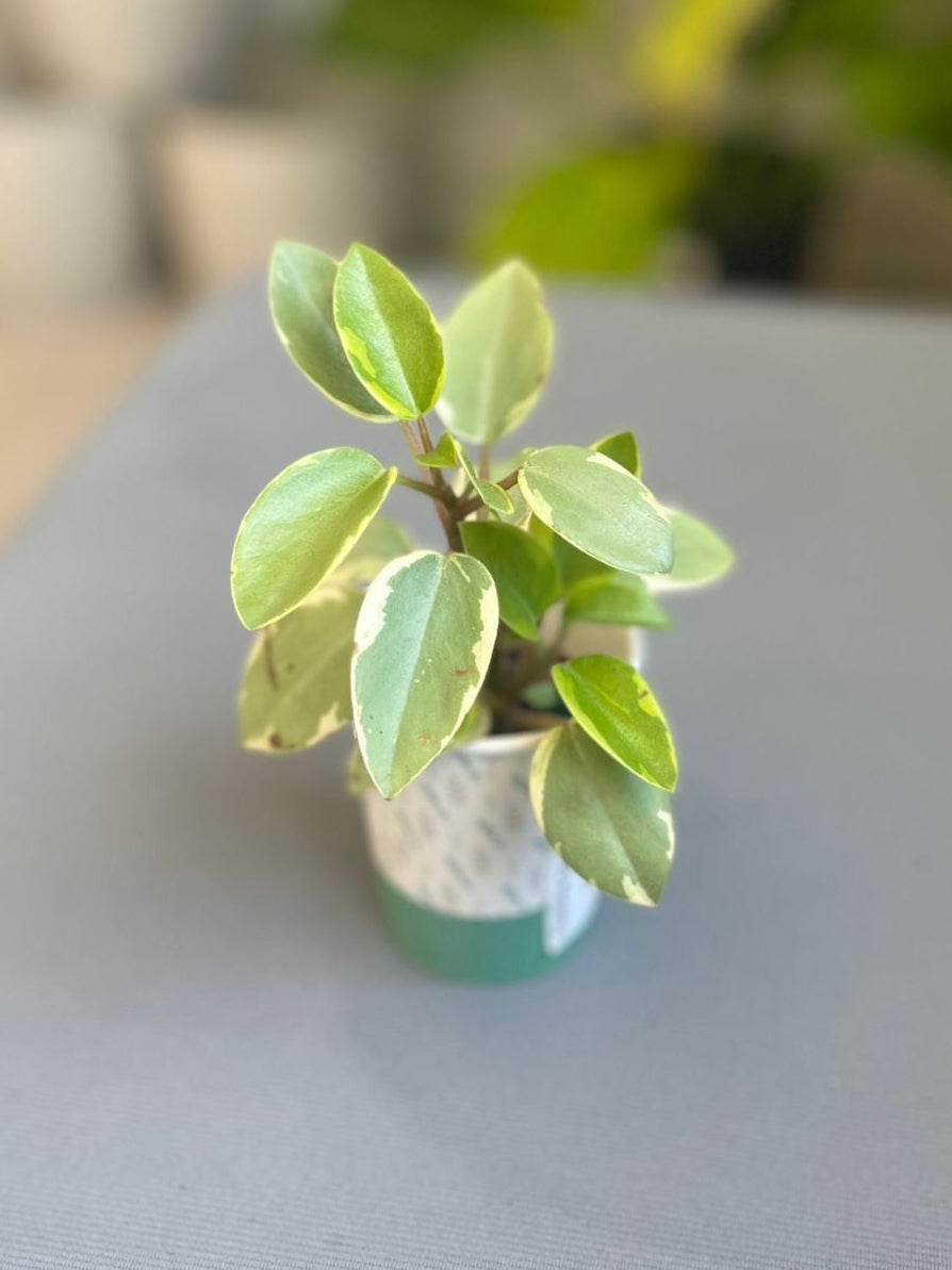Peperomia Orba Variegata 2”