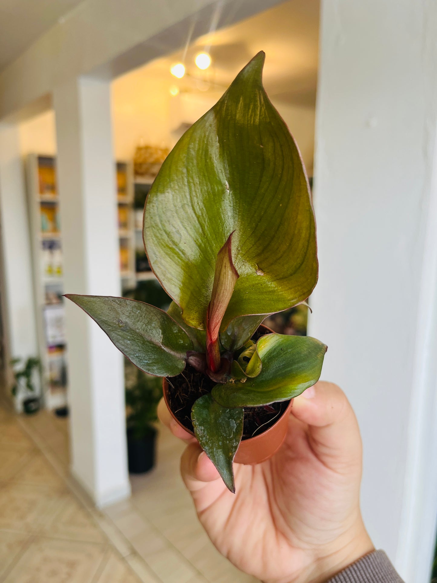 Philodendron Red Heart 2"