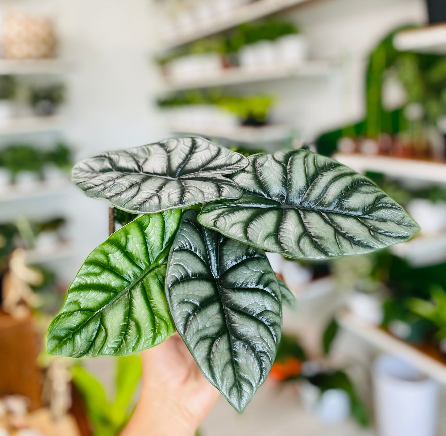 Alocasia Silver Dragon