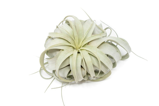 Tillandsia Xerographica