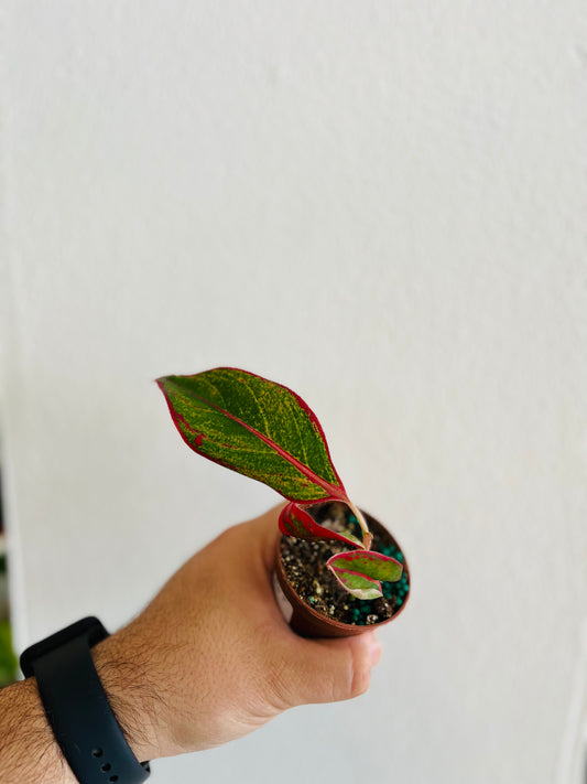 Aglaonema Pink Star 2”