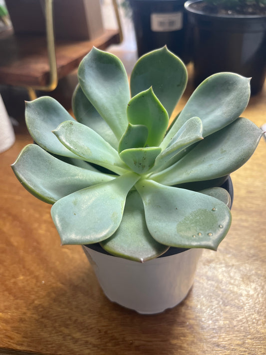 Echeveria ‘Cassyz Winter’ 4”