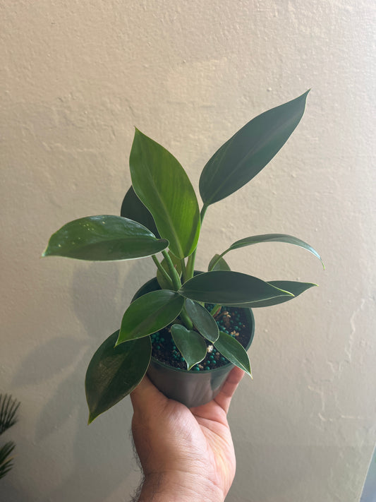 Green Congo 4”