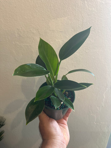 Green Congo 4”