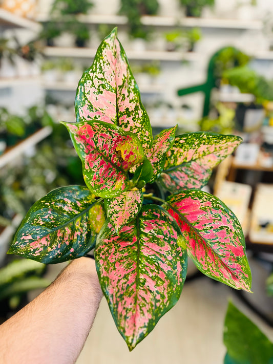 Aglaonema Valentine