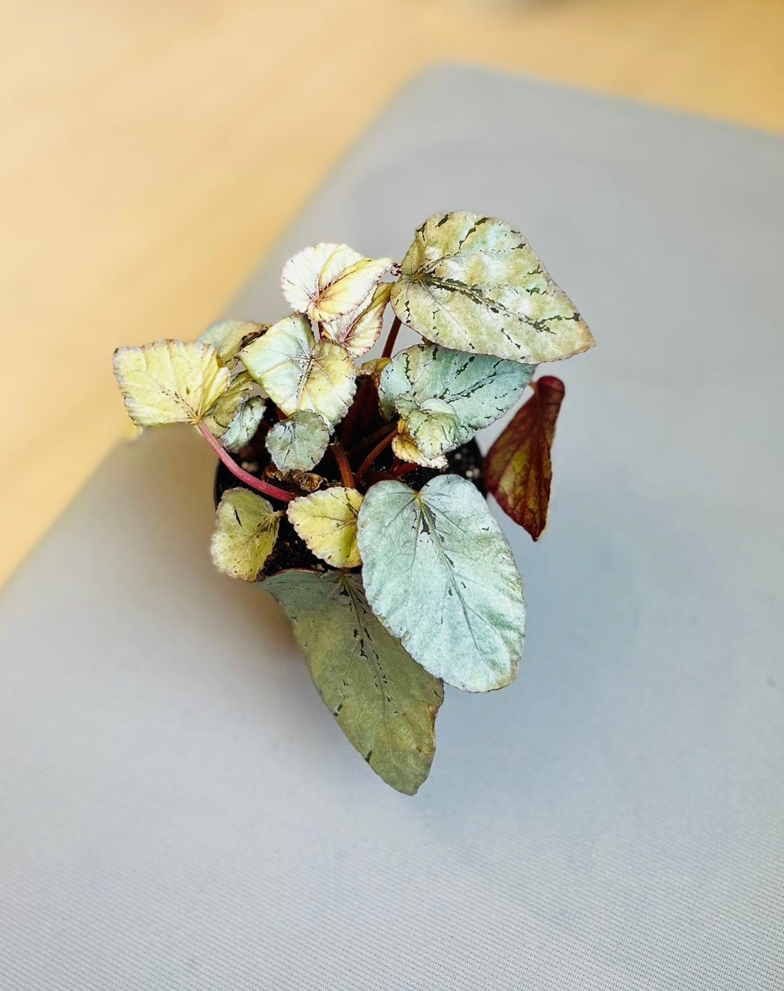 Begonia Rex 4”
