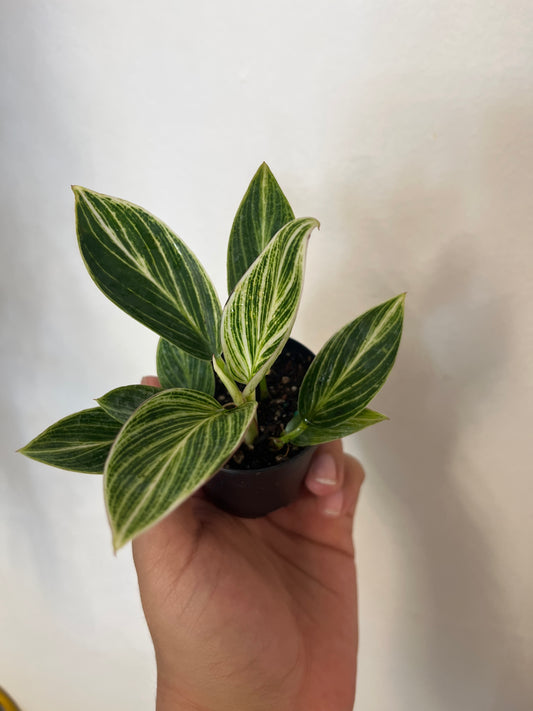 Philodendron Birkin 2”