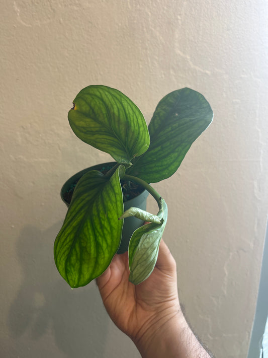 Monstera Perú 4”