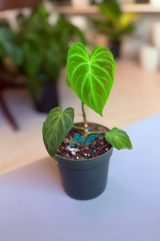 Philodendron Verrucosum