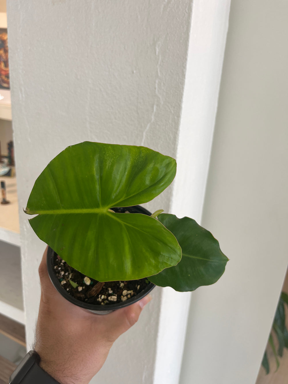 Philodendron Rugosum 4”