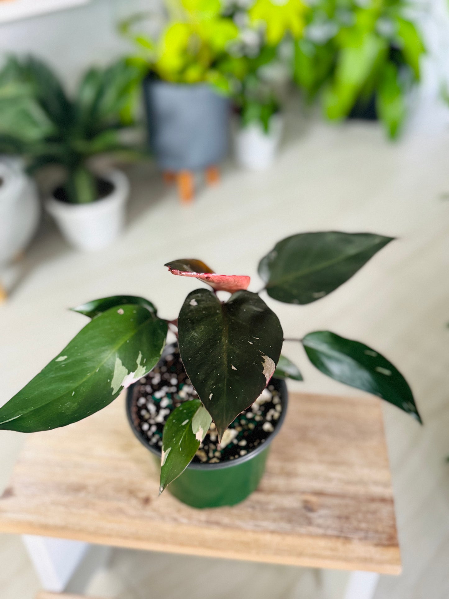 Philodendron Pink Princess