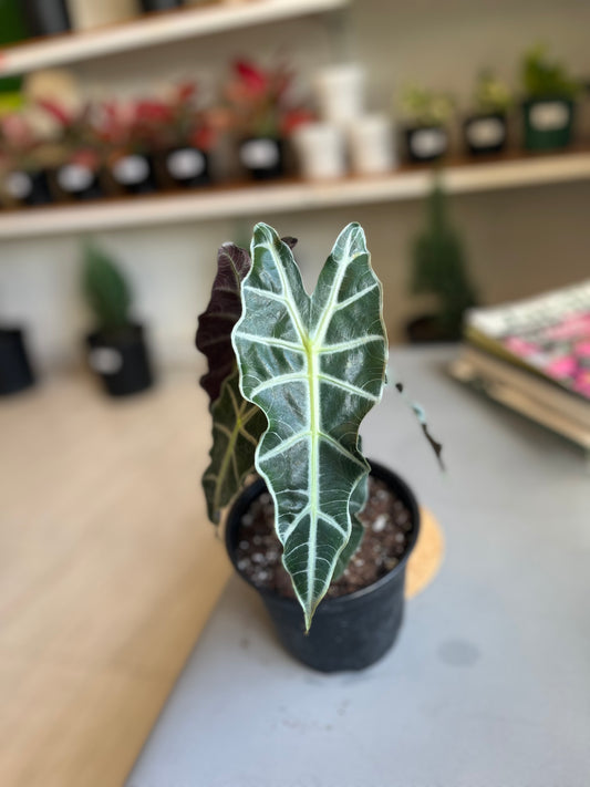 Alocasia Dwarf Amazónica 6”