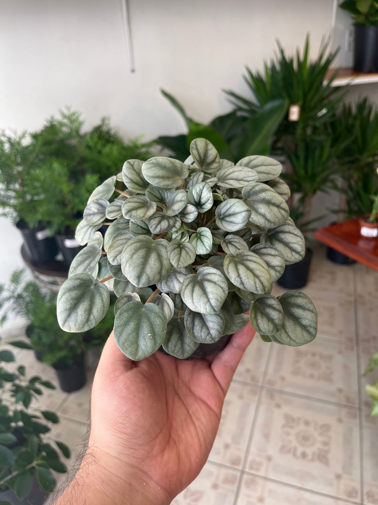 Peperomia Silver Frost 4”