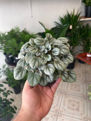 Peperomia Silver Frost 4”